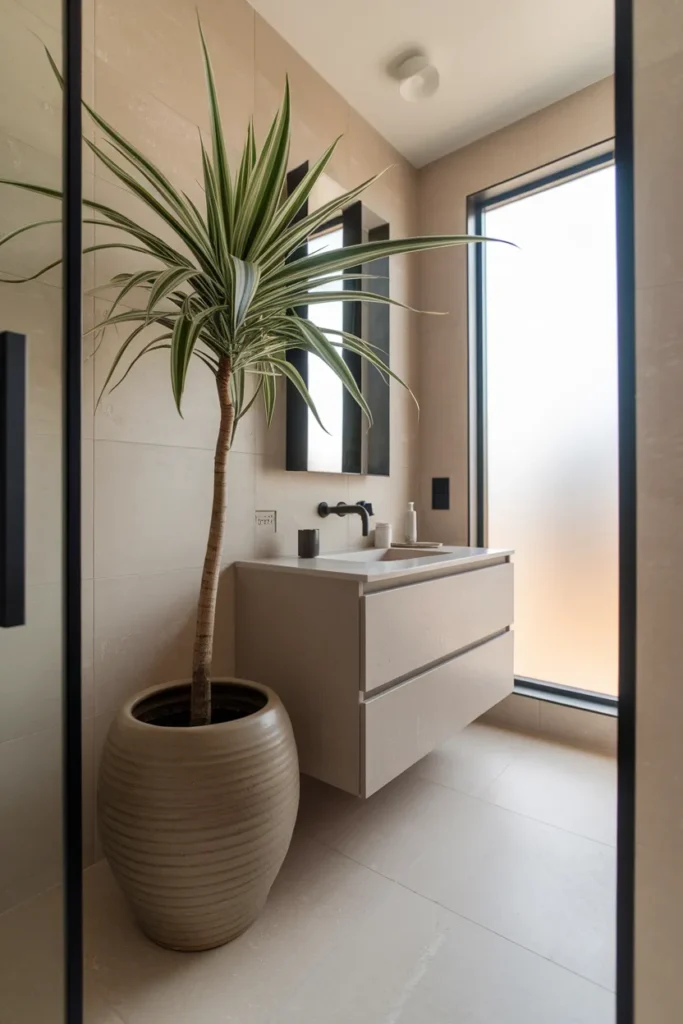 Dracaena Floor Pot