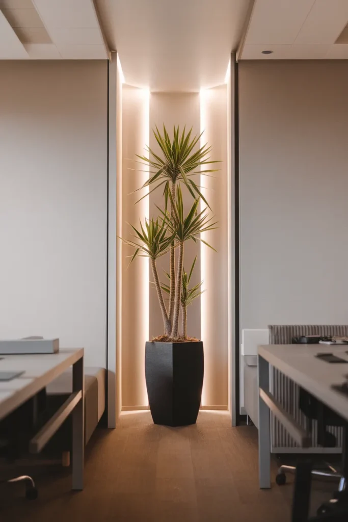 Dracaena Floor Pot