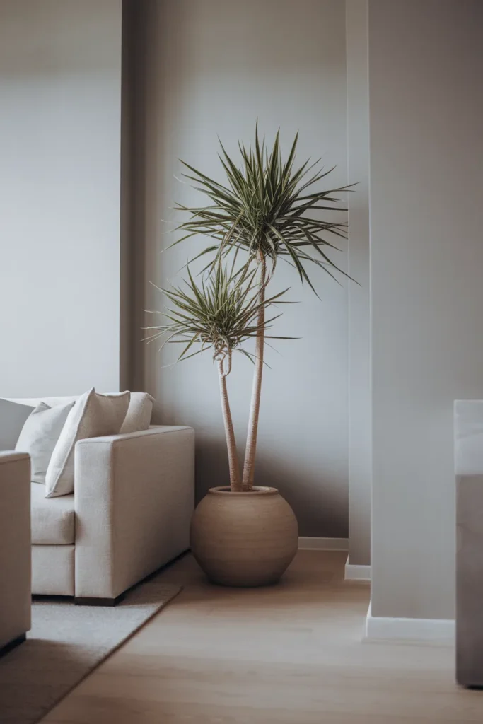 Dracaena Height Style