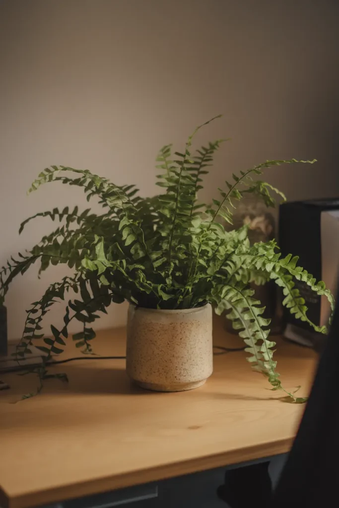 Fern Desk Accent