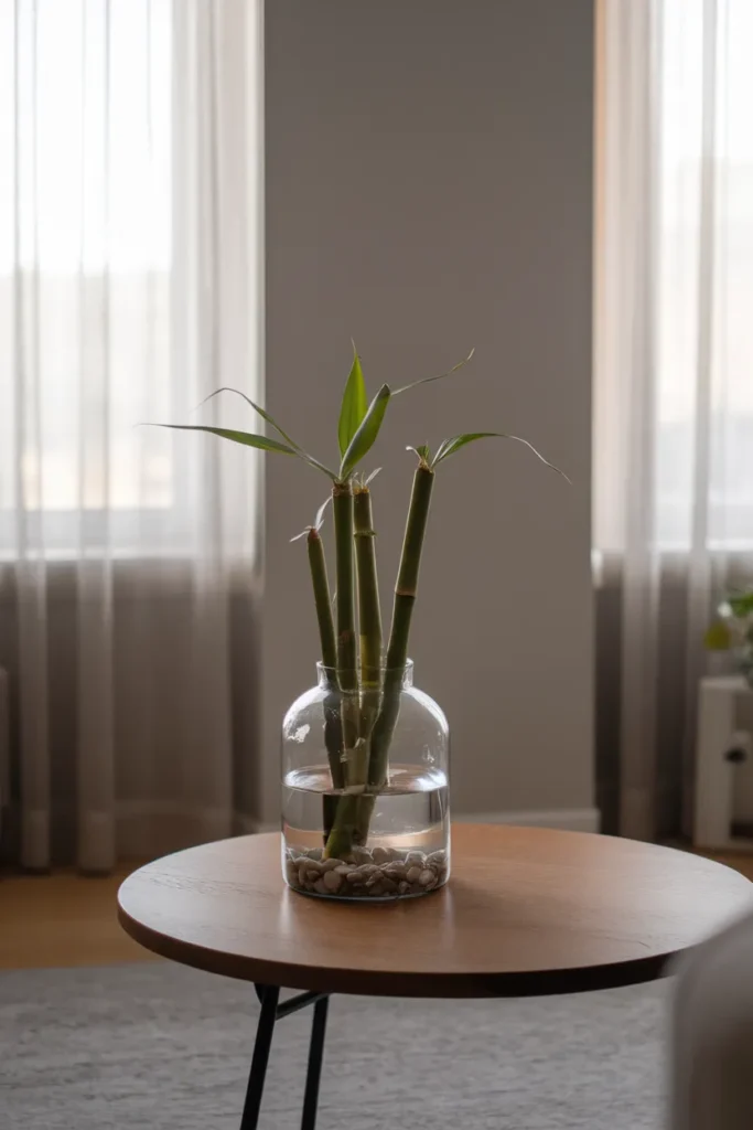 Lucky Bamboo Calm