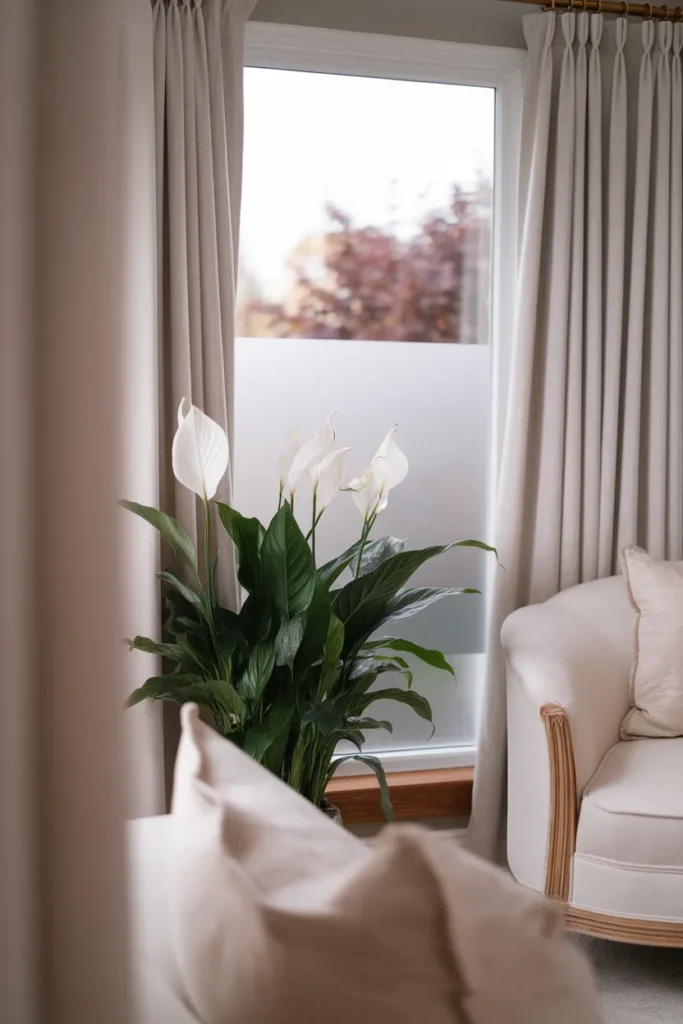Peace Lily Soft Bloom