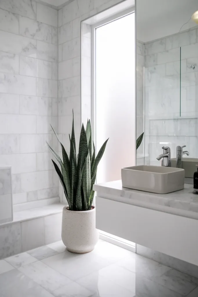 Snake Plant Corner