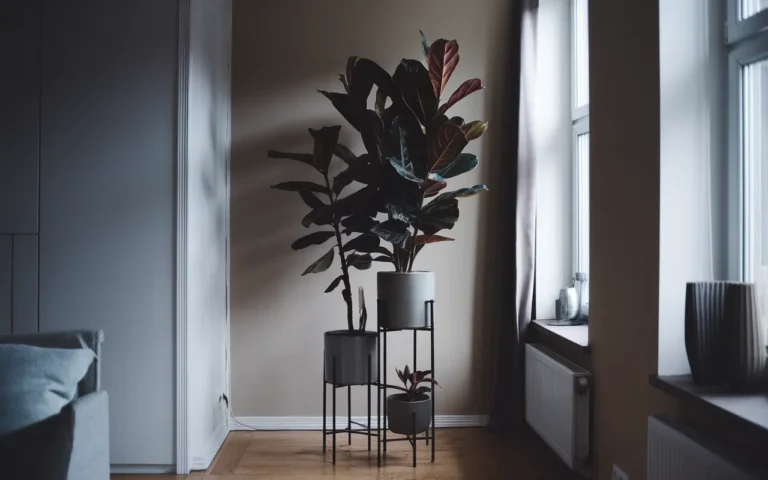 dark leaf plants for dark apartments