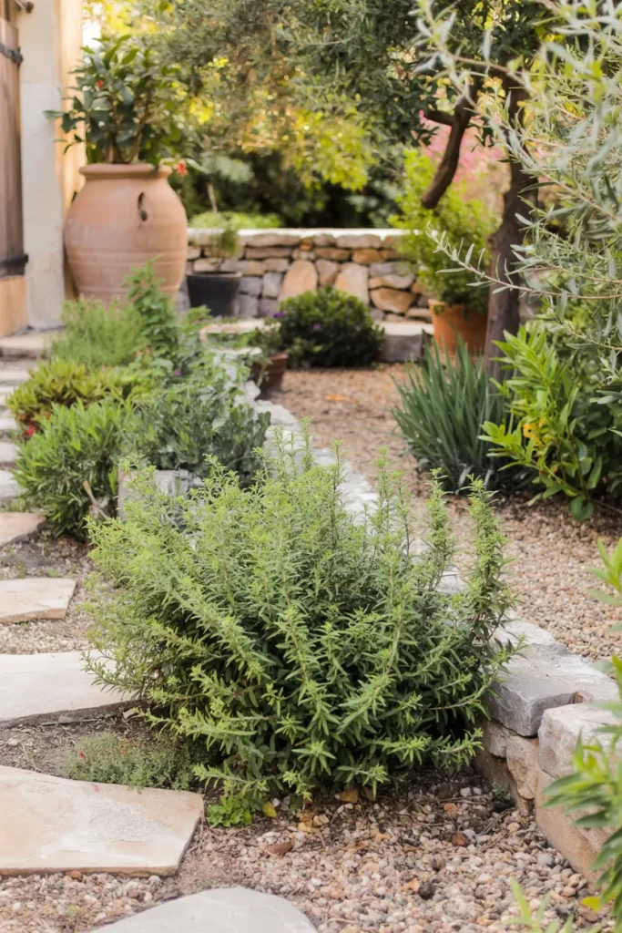 Rosemary Hedge