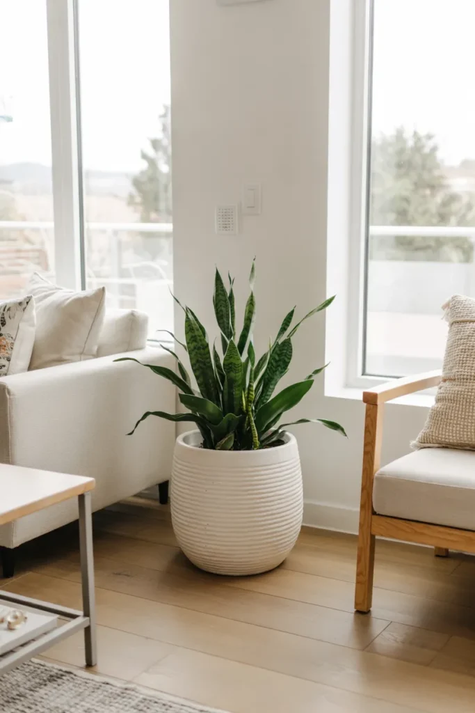Snake Plant Corner
