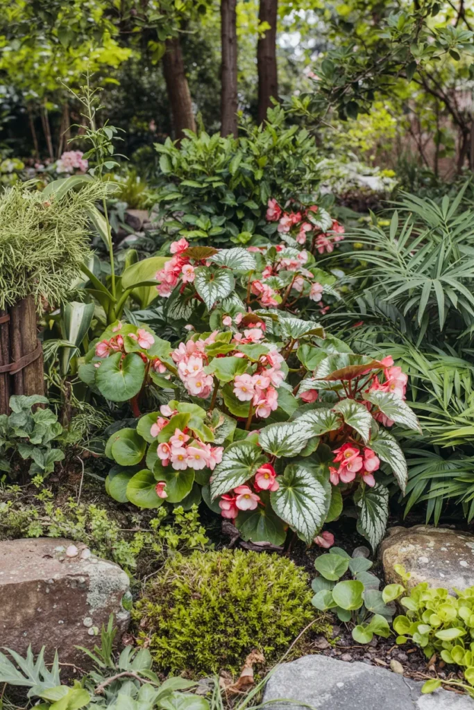 Woodland Begonia Group